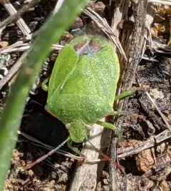 Red-shouldered Stink Bug thumbnail 3