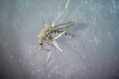 Serrated Mosquito thumbnail 2