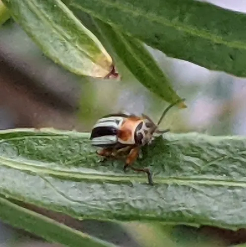 Western Wide-striped Pachy