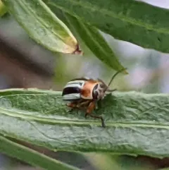Western Wide-striped Pachy thumbnail 1