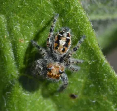 Hairy Tufted Jumping Spider thumbnail 3