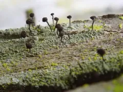 Frog Whiskers thumbnail 2