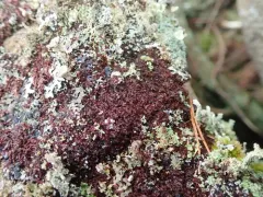 Frullania californica thumbnail 2