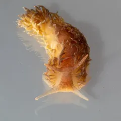 Shag-rug Nudibranch thumbnail 1