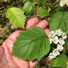 Schuette's Hawthorn thumbnail 4