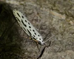 Zeller's Ethmia Moth thumbnail 3