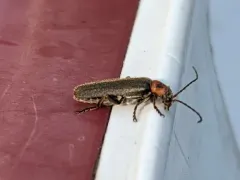 Cyrtomoptera divisa thumbnail 1