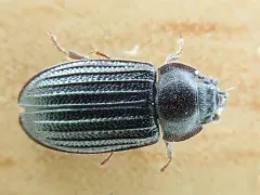 Grynocharis quadrilineata thumbnail 4