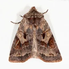 Willow Dart thumbnail 4