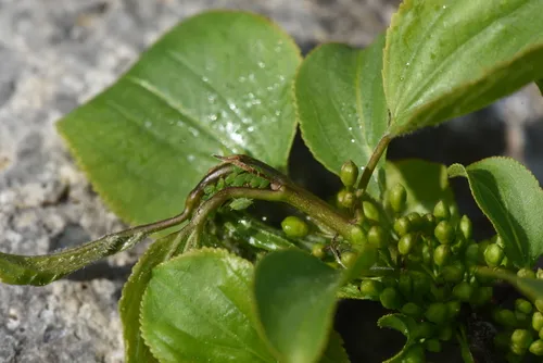 Buckthorn Aphid