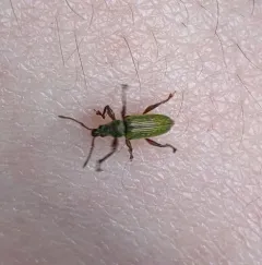 Arborvitae Weevil thumbnail 2