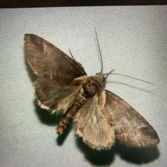 Small Baileya Moth thumbnail 2