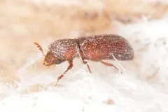 Lesser Grain Borer thumbnail 1