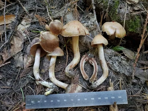 Cortinarius ahsii