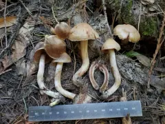 Cortinarius ahsii thumbnail 1