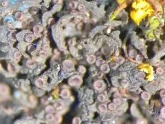 Rose-petalled Jellyskin Lichen thumbnail 4