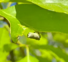 Oak Leaf Rolling Weevil thumbnail 1