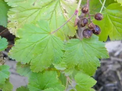 Wolf's Currant thumbnail 4
