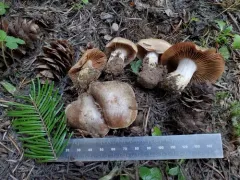 Cortinarius bridgei thumbnail 3