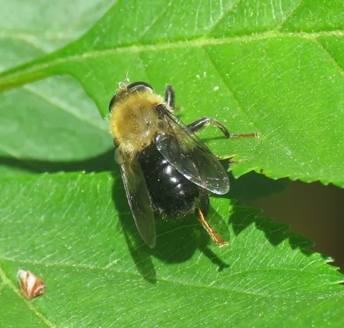 Brown-haltered Bee-mimic Fly