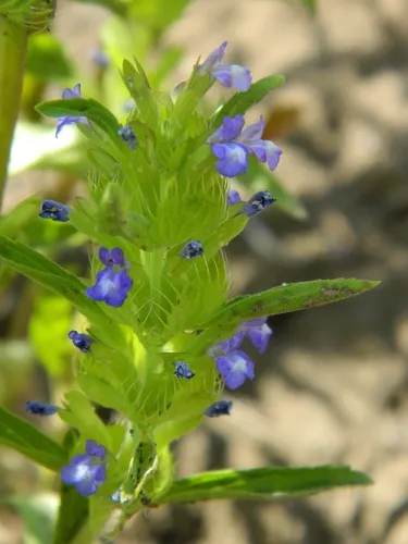 Lallemantia peltata