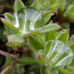 Arctic Lupine thumbnail 4