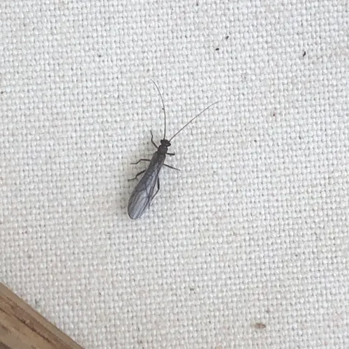 Little Black Forestfly