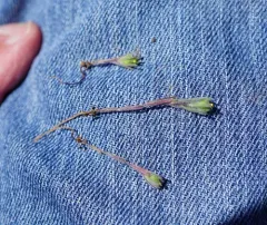 small tarweed thumbnail 4
