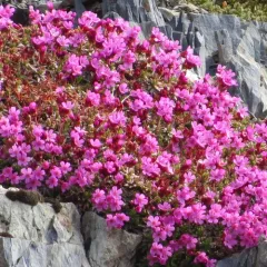 Cliff Douglasia thumbnail 4