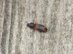Crenate Cylindrical Bark Beetle thumbnail 2