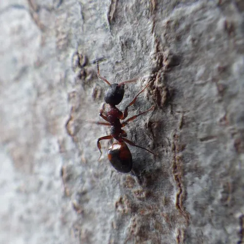 Mottled Odorous Ant