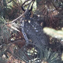 Long-eared Owl thumbnail 1