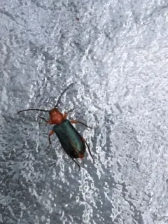 Grapevine Phymatodes thumbnail 2