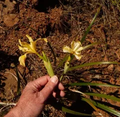 Siskiyou iris thumbnail 2