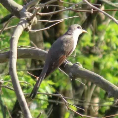 Yellow-billed Cuckoo thumbnail 3