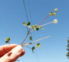 Brewer's Clover thumbnail 4