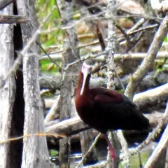 White-faced Ibis thumbnail 4