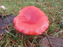 Bloody Brittlegill thumbnail 2