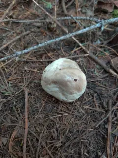 Smoky Puffball thumbnail 4