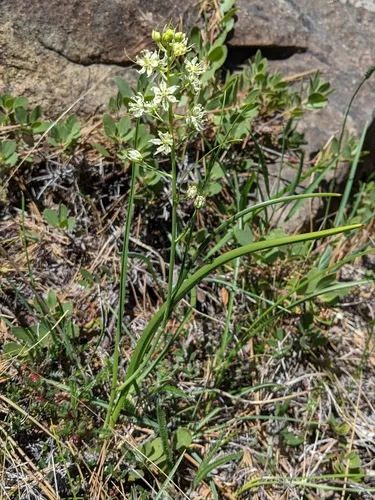 Fremont's Death Camas