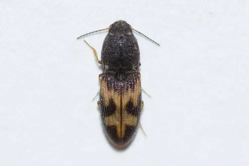 Arnett's Click Beetle