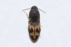 Arnett's Click Beetle thumbnail 1