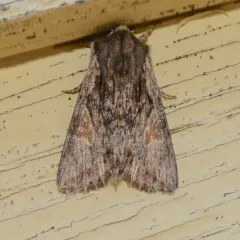 Bicolored Woodgrain Moth thumbnail 4