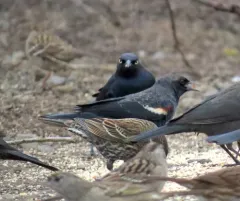 Tricolored Blackbird thumbnail 4