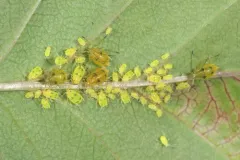Four-spotted Hawthorn Aphid thumbnail 2