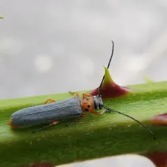 Cottonwood Twig Borer thumbnail 1