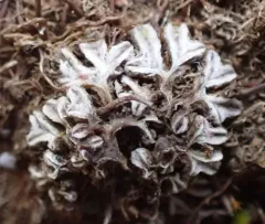 Purple Crystalwort thumbnail 4
