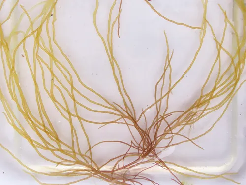 Dumontia alaskana