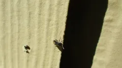 Geocoris atricolor thumbnail 2