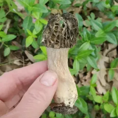 Half-free Morel thumbnail 3